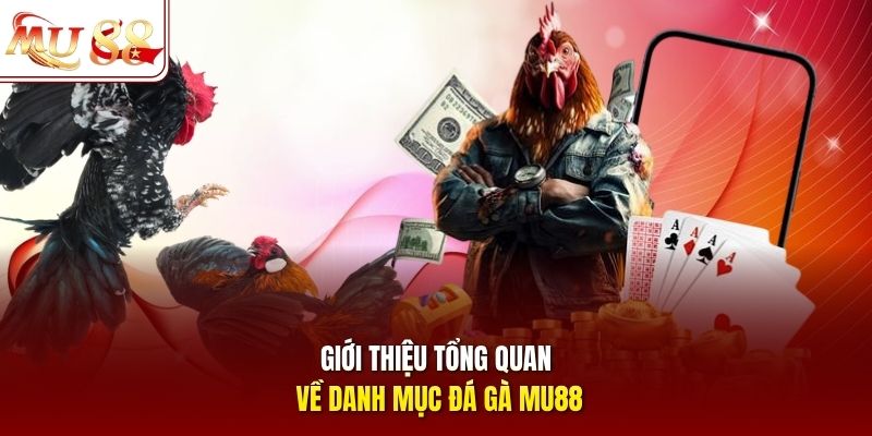 Giới thiệu tổng quan về danh mục đá gà mu88 Giới thiệu tổng quan về danh mục đá gà mu88
