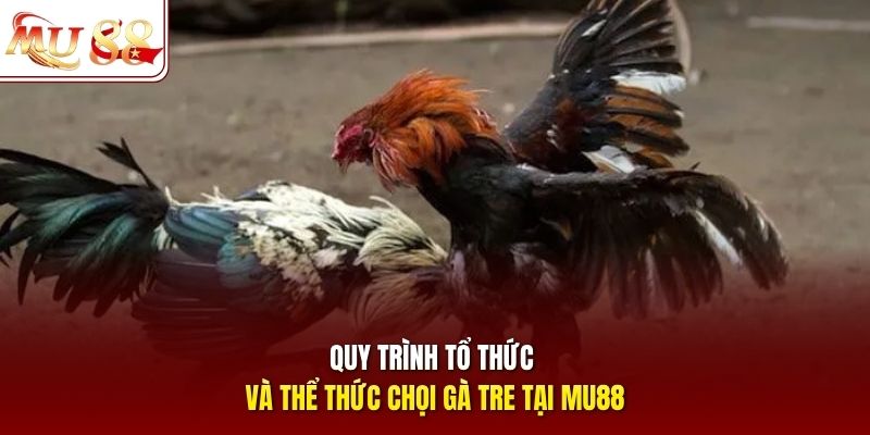 Quy trình tổ chức và thể thức chọi gà tre tại mu88