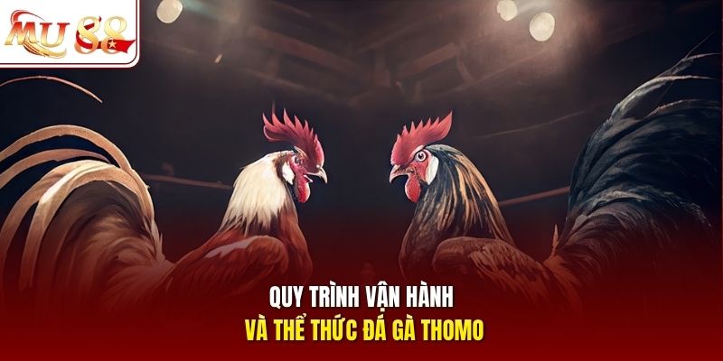 Quy trình vận hành và thể thức đá gà Thomo