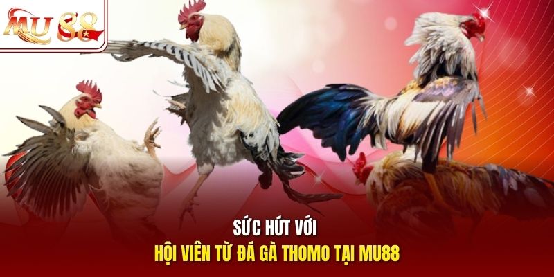 Sức hút với hội viên từ đá gà Thomo tại mu88